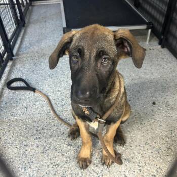 Rescue Belgian Shepherd Malinois Dogs for Adoption in Sunrise, Florida - Milli | PetCurious