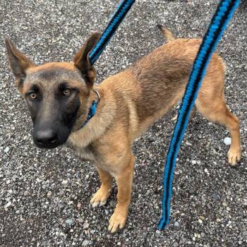 BC-Stray (Kiki) -  Belgian Shepherd Malinois Dog for Adoption in Idaho Falls, Idaho - BC-Stray (Kiki) | PetCurious