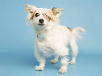 Chihuahua and Mixed Breed Dogs Available for Adoption - LEAH | PetCurious