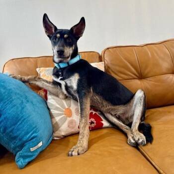 Catahoula Leopard Dog and Husky Dogs Available for Adoption - Braeburn Apple | PetCurious