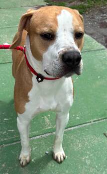 Boxer and Hound Dogs Available for Adoption in Rustburg, Virginia - Winston - At Shelter | PetCurious