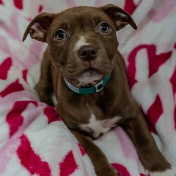 American Staffordshire Terrier Dogs Available for Adoption - Hash Brown | PetCurious