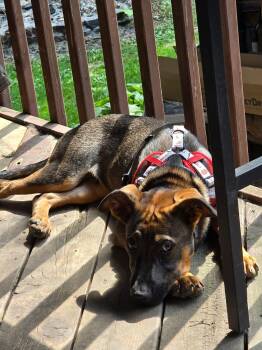 Newton -  Shepherd Dog for Adoption in Hinckley, Illinois - Newton | PetCurious