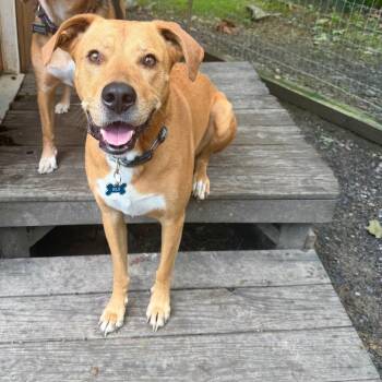 Rui -  Boxer and Hound Dog for Adoption in Harrisonburg, Virginia - Rui | PetCurious