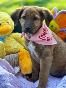 Mixed Breed Dogs Available for Adoption in Joppa, Alabama - Amber | PetCurious