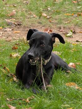 ROLO -  Mixed Breed Dog for Adoption in Ashland, Ohio - ROLO | PetCurious