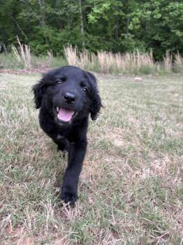 Goldendoodle and Shepherd Dogs Available for Adoption in Indian Springs Village, Alabama - Gabreilla  | PetCurious