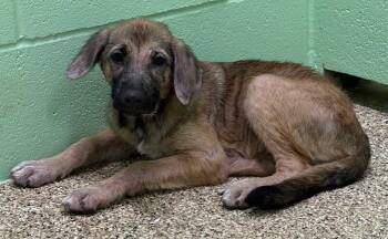 Jelly -  Shepherd and Mixed Breed Dog for Adoption in Park Row, Texas - Jelly | PetCurious