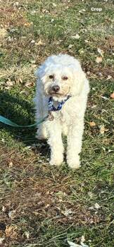 Rescue Havanese and Miniature Poodle Dogs for Adoption in St. Louis, Missouri - Luke | PetCurious