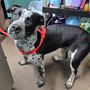 Geezer -  Pit Bull Terrier and Australian Cattle Dog Blue Heeler Dog for Adoption in Graham, Texas - Geezer | PetCurious
