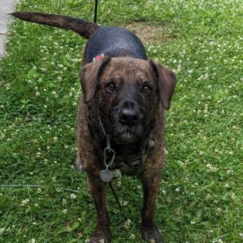 Baxter -  Airedale Terrier Dog for Adoption in Attica, Michigan - Baxter | PetCurious