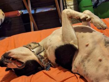 Mixed Breed Dogs Available for Adoption - Xena (26-030 D) | PetCurious