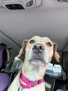 Labrador Retriever and Catahoula Leopard Dog Dogs Available for Adoption in West Palm Beach, Florida - Maggie | PetCurious