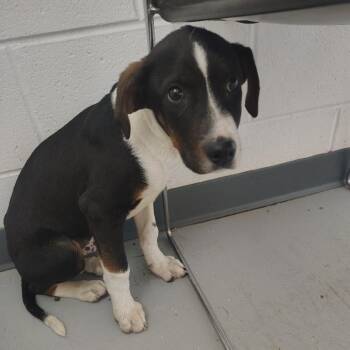 Hound Dogs Available for Adoption in Smithfield, North Carolina - Harlen | PetCurious