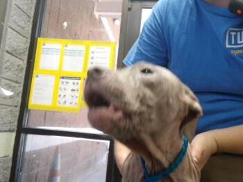 CURLY -  Pit Bull Terrier and Mixed Breed Dog for Adoption in Tulsa, Oklahoma - CURLY | PetCurious