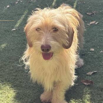 Jerry -  Terrier Dog for Adoption in Sonoma, California - Jerry | PetCurious