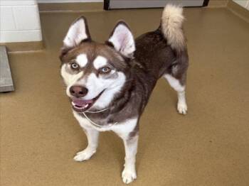 RODRIGO -  Siberian Husky Dog for Adoption in Derwood, Maryland - RODRIGO | PetCurious