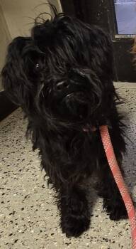 Beanie AKA Mochi -  Affenpinscher and Mixed Breed Dog for Adoption in Saint Clairsville, Ohio - Beanie AKA Mochi | PetCurious
