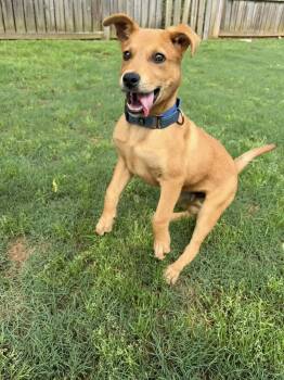 Rescue Shepherd Dogs for Adoption in Greenville, South Carolina - Licorice | PetCurious