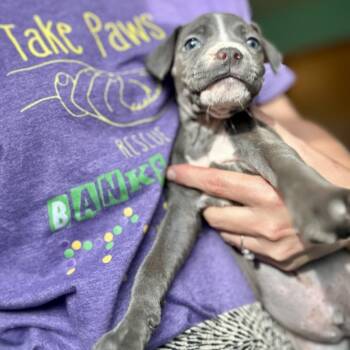 Wolverine -  Pit Bull Terrier and Boxer Dog for Adoption in New Orleans, Louisiana - Wolverine | PetCurious
