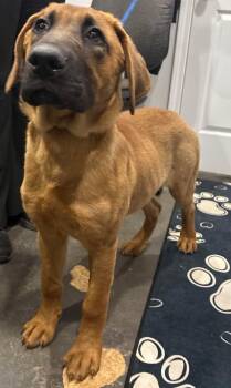 Rescue Anatolian Shepherd and German Shepherd Dog Dogs for Adoption in Munfordville, Kentucky - Scoob | PetCurious