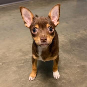 Appletini -  Mixed Breed Dog for Adoption in Dekalb, Illinois - Appletini | PetCurious