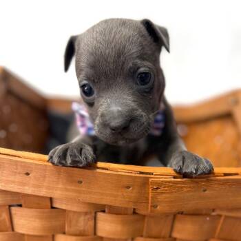 Roadrunner(Roadi) -  Boston Terrier and Mixed Breed Dog for Adoption in St. Peters, Missouri - Roadrunner(Roadi) | PetCurious