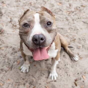 Moonshine -  Mixed Breed Dog for Adoption in Gainesville, Florida - Moonshine | PetCurious