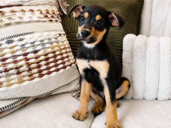 Bruno -  Mixed Breed Dog for Adoption in Lindenhurst, New York - Bruno | PetCurious