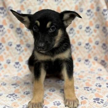 Yumi -  German Shepherd Dog Dog for Adoption in Mount Carroll, Illinois - Yumi | PetCurious