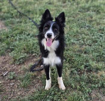 Rescue Border Collie Dogs for Adoption in The Woodlands, Texas - Rambo | PetCurious