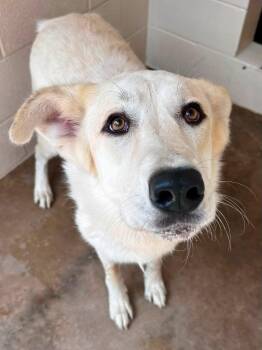 Snow -  Great Pyrenees Dog for Adoption in Tom Bean, Texas - Snow | PetCurious