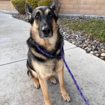 Amigo -  German Shepherd Dog Dog for Adoption in Reno, Nevada - Amigo | PetCurious
