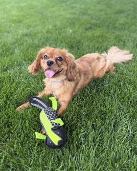 Cavalier King Charles Spaniel Dogs Available for Adoption in Fort Wayne, Indiana - Chase-playful 1 Year Old | PetCurious
