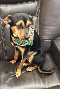 Rescue Chihuahua Dogs for Adoption in Columbia, Maryland - Hubble Cs | PetCurious