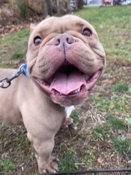 Rescue French Bulldog and English Bulldog Dogs for Adoption in Oakland, New Jersey - Tofurkey | PetCurious