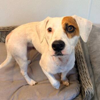 Peyton -  Terrier Dog for Adoption in Belleville, Illinois - Peyton | PetCurious