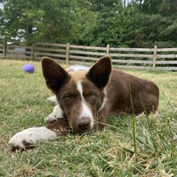 Border Collie Dogs Available for Adoption in Beulaville, North Carolina - Red Boy | PetCurious