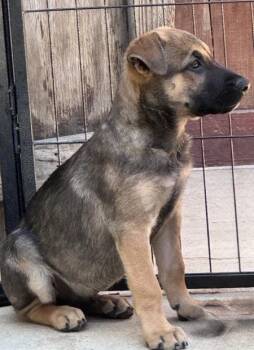 Rescue Australian Cattle Dog Blue Heeler and German Shepherd Dog Dogs for Adoption in Irvine, California - Drew | PetCurious