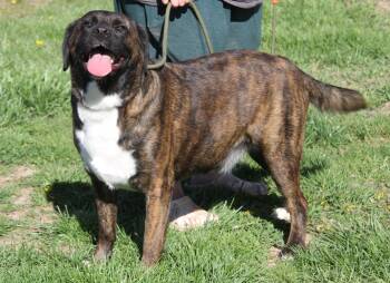 Plott Hound Dogs Available for Adoption in Marietta, Ohio - Ruger (Neutered) (Photos 4/11/2026) | PetCurious