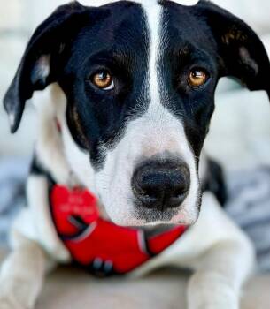 Ben -  Mixed Breed Dog for Adoption in Livingston, Texas - Ben | PetCurious