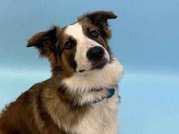 Jesse -  Australian Cattle Dog Blue Heeler and Border Collie Dog for Adoption in Golden Valley, Minnesota - Jesse | PetCurious