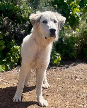 Great Pyrenees Dogs Available for Adoption in Jamestown, California - Marshall | PetCurious