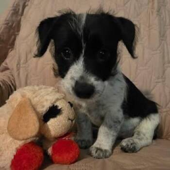 Yorkshire Terrier and Cattle Dog Dogs Available for Adoption in Lenoir, North Carolina - Kafei(Chinese Drinks Litter) | PetCurious