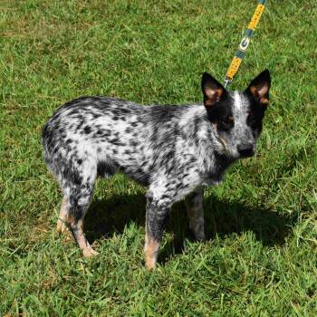 Levi -  Australian Cattle Dog Blue Heeler Dog for Adoption in Searcy, Arkansas - Levi | PetCurious
