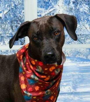 Labrador Retriever Dogs Available for Adoption - Lola | PetCurious