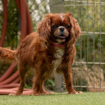Canela (AG26-32) -  Cavalier King Charles Spaniel Dog for Adoption in Peyton, Colorado - Canela (AG26-32) | PetCurious