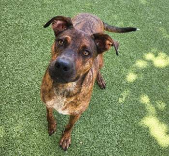 Rex -  Mixed Breed and Plott Hound Dog for Adoption in Austin, Texas - Rex | PetCurious