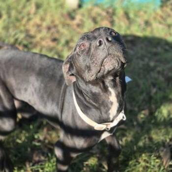 Noble -  Pit Bull Terrier Dog for Adoption in Dover, Arkansas - Noble | PetCurious