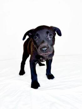 Marlene -  Australian Cattle Dog Blue Heeler Dog for Adoption in Bixby, Oklahoma - Marlene | PetCurious